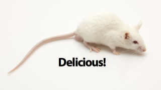 Why You'd Never Know There Was A Mouse In Your Soda